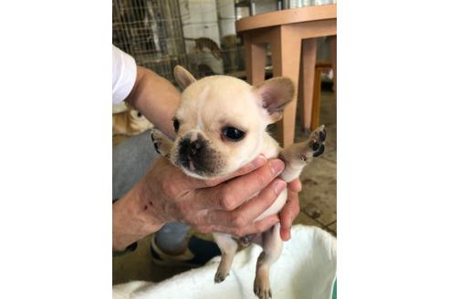 成約済の愛知県のフレンチブルドッグ-93096の3枚目