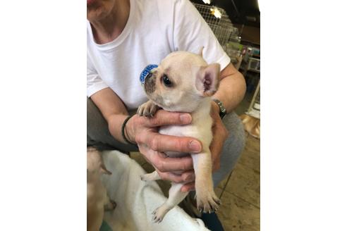 成約済の愛知県のフレンチブルドッグ-93096の2枚目