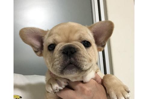 広島県のフレンチブルドッグ 男の子 02 03生まれ クリーム 子犬id 943 ブリーダーナビ