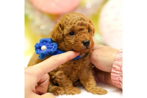 成約済の大分県のトイプードル-93107の4枚目