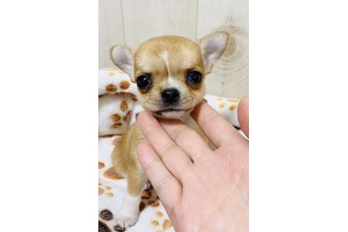 成約済の大阪府のチワワ(スムースコート)-93129の1枚目
