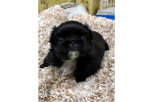 成約済の埼玉県のペキニーズ-93158