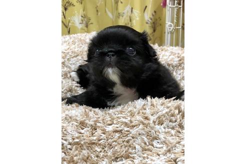 成約済の埼玉県のペキニーズ-93158の5枚目