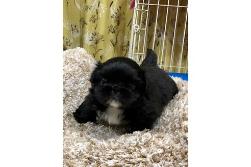 成約済の埼玉県のペキニーズ-93158の4枚目