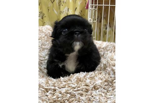 成約済の埼玉県のペキニーズ-93158の3枚目