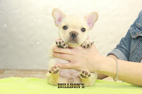 成約済の東京都のフレンチブルドッグ-93203の7枚目