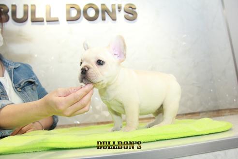 成約済の東京都のフレンチブルドッグ-93203の6枚目