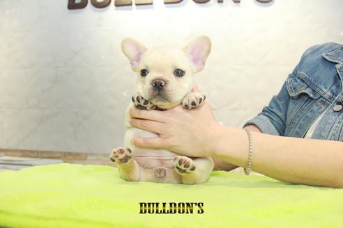 成約済の東京都のフレンチブルドッグ-93203の5枚目