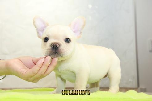 成約済の東京都のフレンチブルドッグ-93203