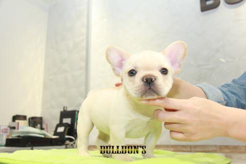 成約済の東京都のフレンチブルドッグ-93203の4枚目