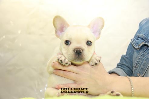 成約済の東京都のフレンチブルドッグ-93203の3枚目