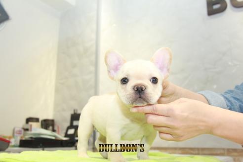 成約済の東京都のフレンチブルドッグ-93203の2枚目