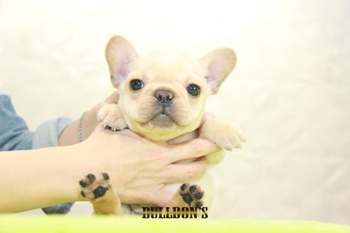 成約済の東京都のフレンチブルドッグ-93204