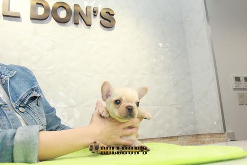 成約済の東京都のフレンチブルドッグ-93204の7枚目