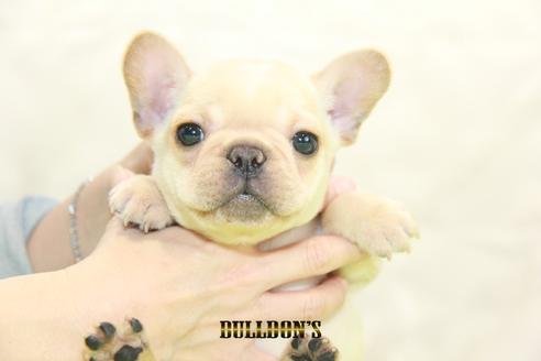成約済の東京都のフレンチブルドッグ-93204の6枚目