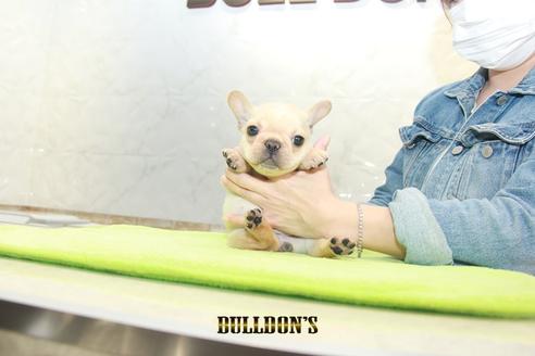 成約済の東京都のフレンチブルドッグ-93204の5枚目