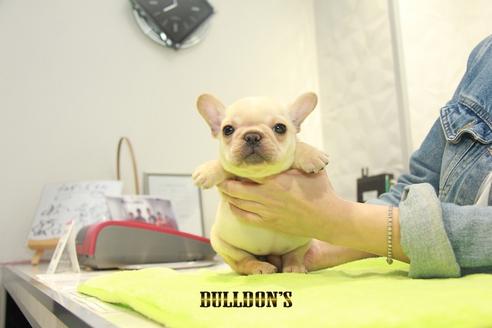 成約済の東京都のフレンチブルドッグ-93204の4枚目