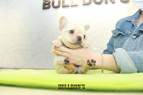 成約済の東京都のフレンチブルドッグ-93204の3枚目