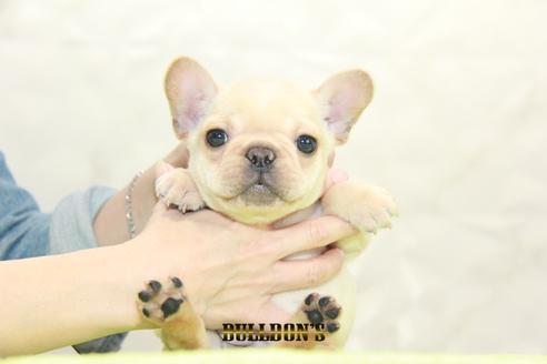 成約済の東京都のフレンチブルドッグ-93204の2枚目