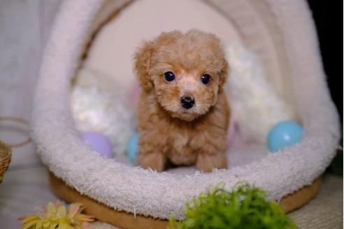 成約済の滋賀県のトイプードル-92314の1枚目