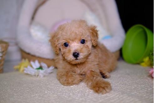 成約済の滋賀県のトイプードル-92314の5枚目