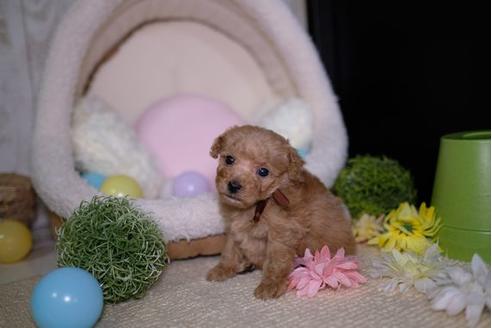 成約済の滋賀県のトイプードル-92314の3枚目