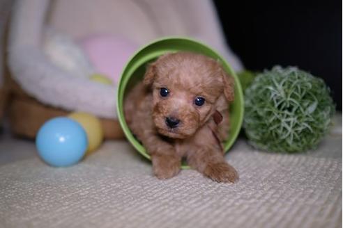 成約済の滋賀県のトイプードル-92314の2枚目