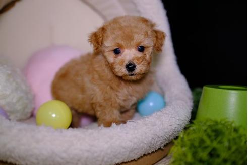 成約済の滋賀県のトイプードル-92315の1枚目