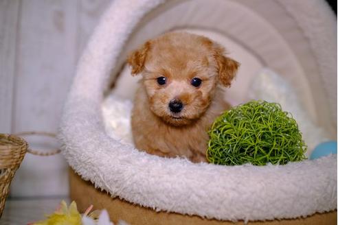 成約済の滋賀県のトイプードル-92315の5枚目