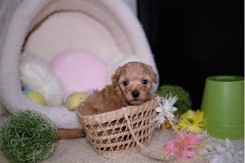 成約済の滋賀県のトイプードル-92315の3枚目