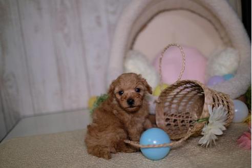 成約済の滋賀県のトイプードル-92315の2枚目