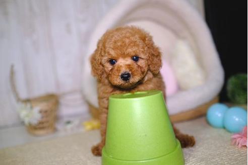 成約済の滋賀県のトイプードル-92318の1枚目