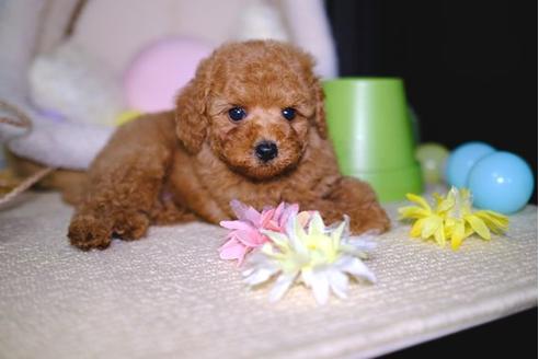 成約済の滋賀県のトイプードル-92318の5枚目