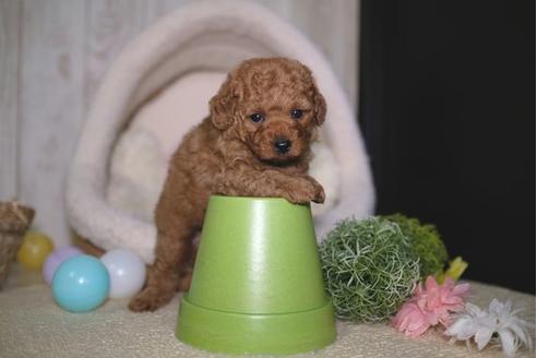 成約済の滋賀県のトイプードル-92318の3枚目