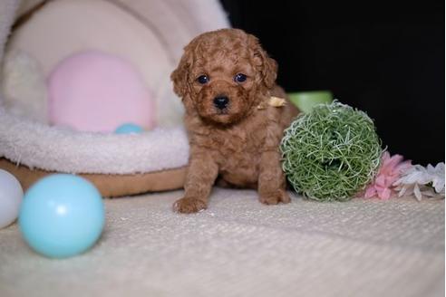 成約済の滋賀県のトイプードル-92318の2枚目