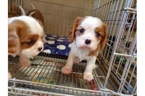 成約済の愛知県のキャバリアキングチャールズスパニエル-92966の1枚目