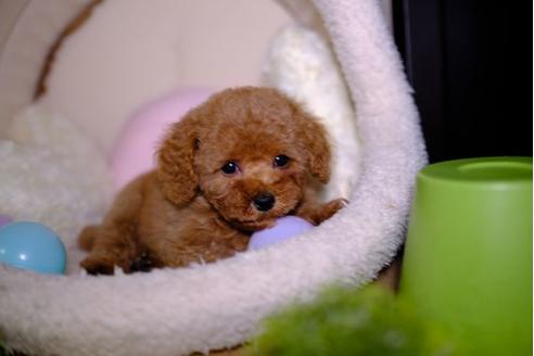 成約済の滋賀県のトイプードル-92319の1枚目