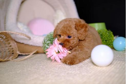 成約済の滋賀県のトイプードル-92319の5枚目