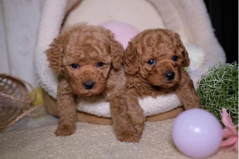 成約済の滋賀県のトイプードル-92319の4枚目