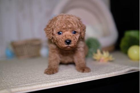 成約済の滋賀県のトイプードル-92319の3枚目