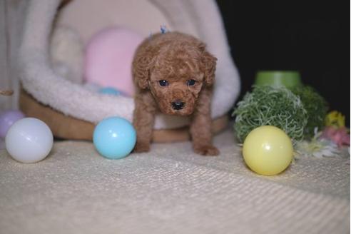 成約済の滋賀県のトイプードル-92319の2枚目