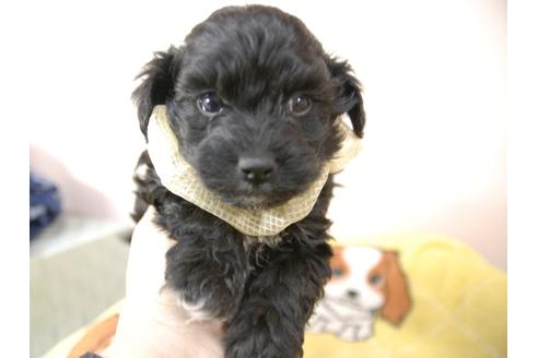 成約済の埼玉県のマルプー:マルチーズ×トイプードル-93233