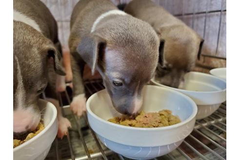 成約済の愛知県のイタリアングレーハウンド(イタグレ)-92177の1枚目