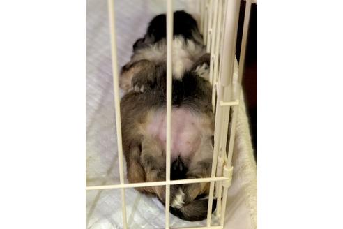 成約済の埼玉県のペキニーズ-93161の5枚目