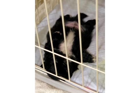 成約済の埼玉県のペキニーズ-93158の2枚目