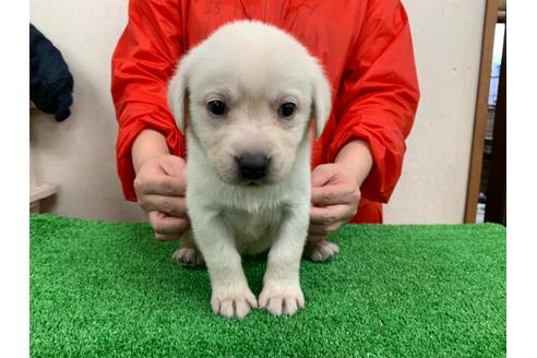 成約済の愛知県のラブラドールレトリーバー-93270