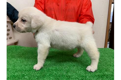 成約済の愛知県のラブラドールレトリーバー-93270の3枚目