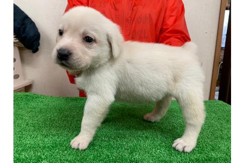 成約済の愛知県のラブラドールレトリーバー-93270の2枚目