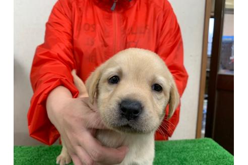 成約済の愛知県のラブラドールレトリーバー-93271の4枚目