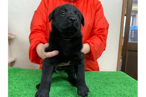 成約済の愛知県のラブラドールレトリーバー-93272の2枚目